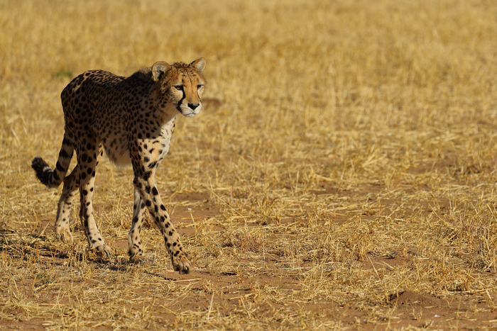 猎豹奔跑壮观,猎豹狂奔