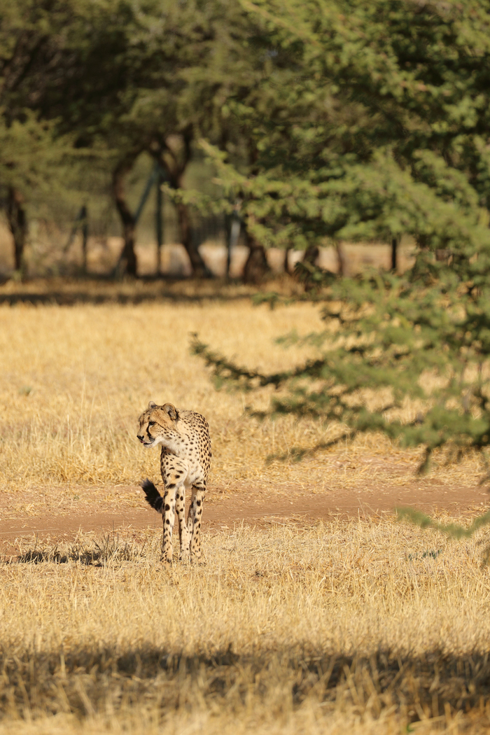 猎豹奔跑壮观,猎豹狂奔