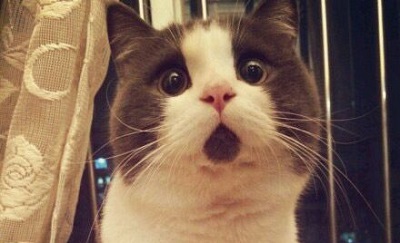 刷信用卡消费退款怎么退,信用卡网购退款算还账单吗