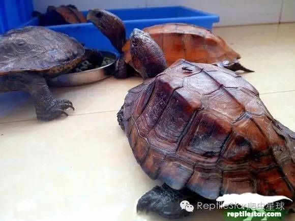 怎么调理下山龟,下山龟调理肠胃配方