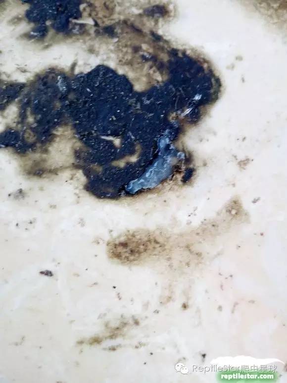 怎么调理下山龟,下山龟调理肠胃配方