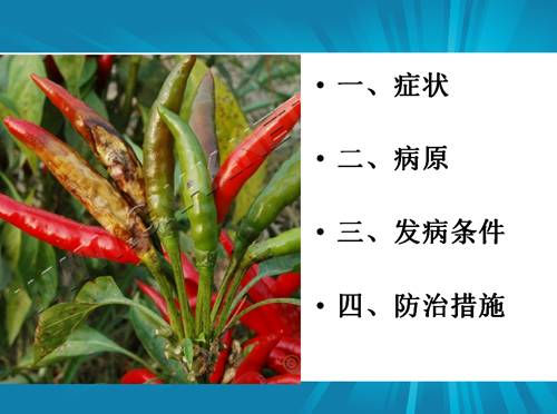 防治朝天椒炭疽病,辣椒炭疽病属于真菌还是细菌