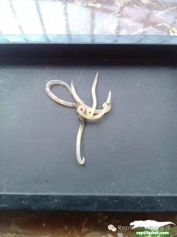 怎么调理下山龟,下山龟调理肠胃配方