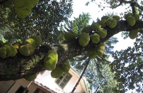 健脾补气，去胃寒，被誉为水果之王，说的就是它