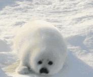 里约奥运会开幕式点燃火炬,里约奥运会拔火罐