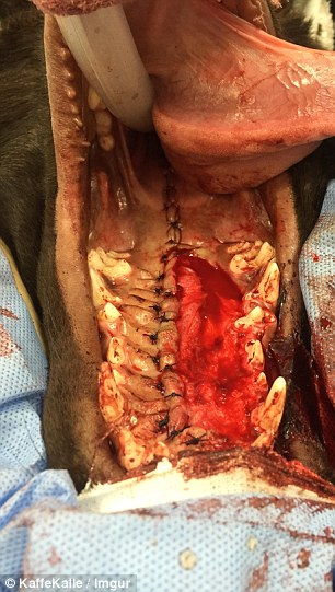 鐘笂鑵鎵嬫湳,涓婇瑁傜殑鐙楃嫍涓嶅仛鎵嬫湳鑳藉瓨娲诲悧