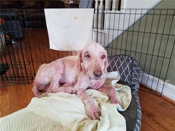 这只狗被虐后全身都是病且身心受创，甚至不敢走进新家