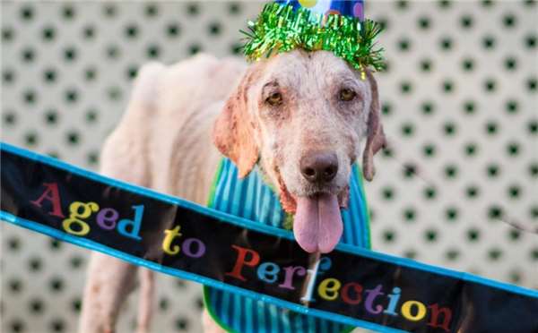 这只狗被虐后全身都是病且身心受创，甚至不敢走进新家