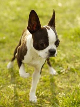 宠物《吉娃娃》领养详解