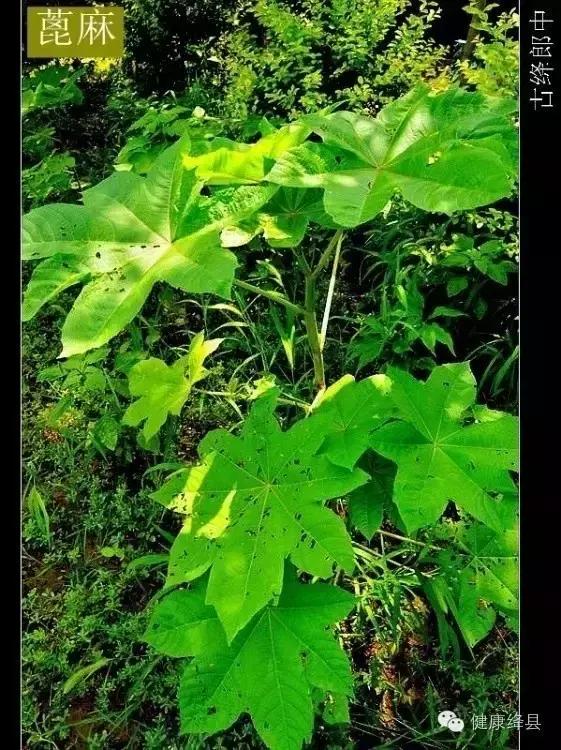 绛县种药材的村有哪些,绛县野生药材