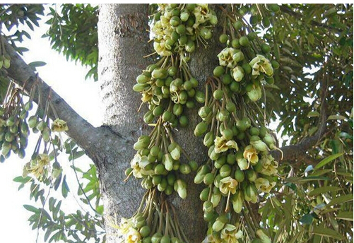 健脾补气，去胃寒，被誉为水果之王，说的就是它