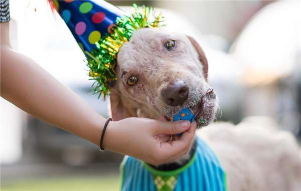 这只狗被虐后全身都是病且身心受创，甚至不敢走进新家