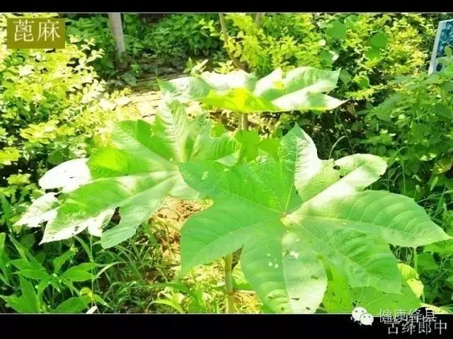 绛县种药材的村有哪些,绛县野生药材