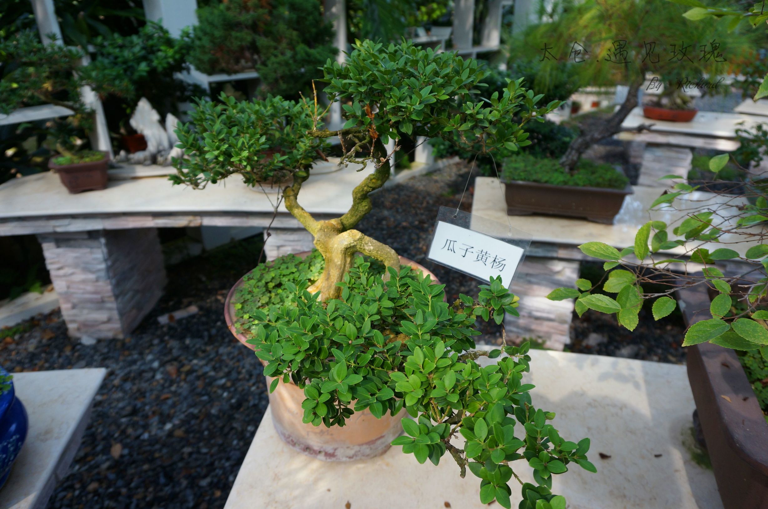 苏州度假亲子酒店,苏州园林式亲子酒店推荐