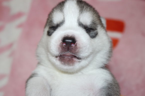 小眼睛的小奶哈，萌翻了，期待长大变大眼帅哥哦。