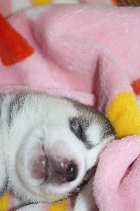 小眼睛的小奶哈，萌翻了，期待长大变大眼帅哥哦。