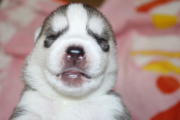 小眼睛的小奶哈，萌翻了，期待长大变大眼帅哥哦。