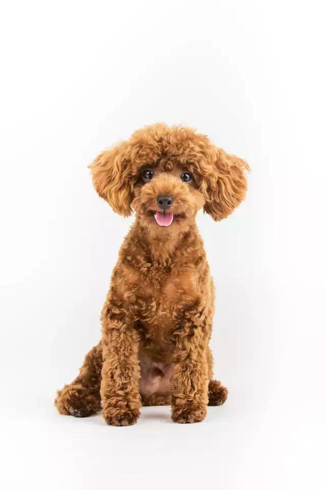 阅狗无数，看铲屎官摄影师如何用宠物来“撩妹”