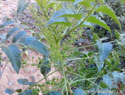 鸦胆子治痢疾的用法用量,中药鸦胆子对肿瘤的疗效