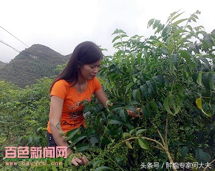 鸦胆子治痢疾的用法用量,中药鸦胆子对肿瘤的疗效