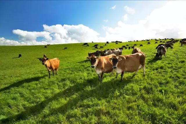 香港的奶粉和内地的奶粉,在香港购买什么奶粉最好