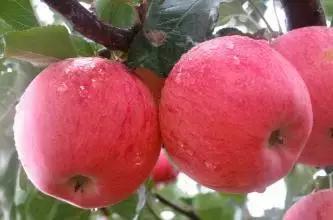 让农产品畅销起来,如何让你的农产品火起来