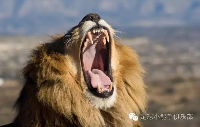 新赛季西甲分析,西甲新赛季分析