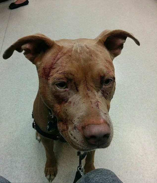 猫打伤比特犬,比特犬撕咬猫咪事件全视频