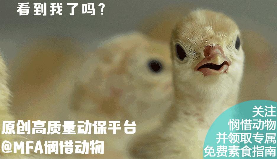 6位看到曙光并开始吃素的环保人士