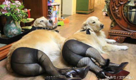 金毛穿丝袜,金毛被裹脚