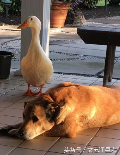 金毛穿丝袜,金毛被裹脚