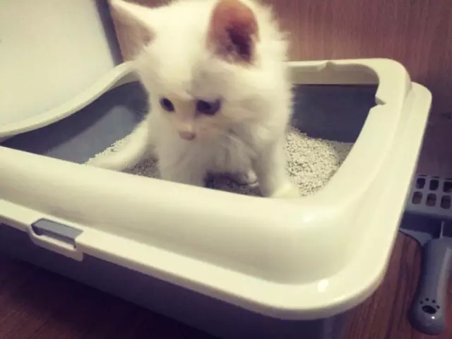 买猫砂最好买什么猫砂,猫砂到底买哪种比较好