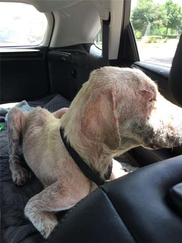 这只狗被虐后全身都是病且身心受创，甚至不敢走进新家