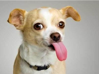 宠物《吉娃娃》领养详解