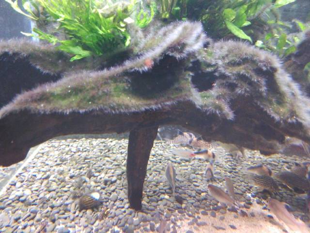 缸里同时长绿藻和黑毛藻,生态缸里为什么长黑毛藻