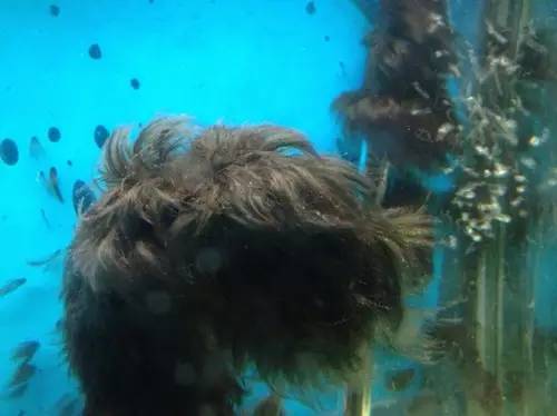 缸里同时长绿藻和黑毛藻,生态缸里为什么长黑毛藻