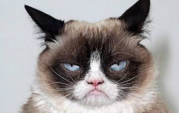 买猫砂最好买什么猫砂,猫砂到底买哪种比较好