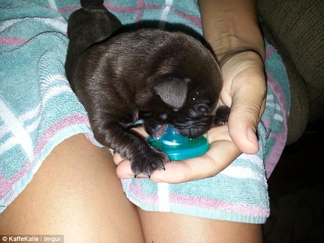 鐘笂鑵鎵嬫湳,涓婇瑁傜殑鐙楃嫍涓嶅仛鎵嬫湳鑳藉瓨娲诲悧