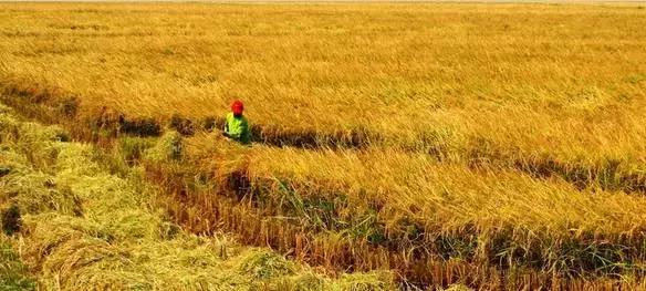你只听过汉南，却不知道它的传奇！今年的汉南将高不可攀！