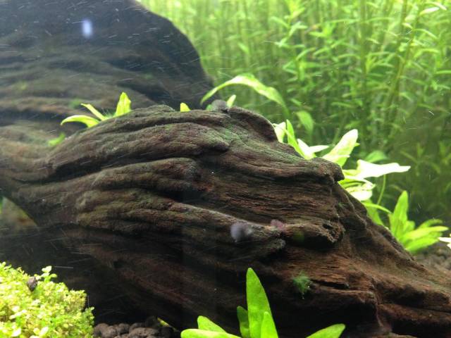 缸里同时长绿藻和黑毛藻,生态缸里为什么长黑毛藻