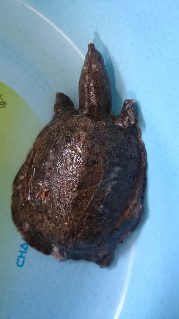 带回家一只小王八，身上有好多洞洞，媳妇看到都哭了