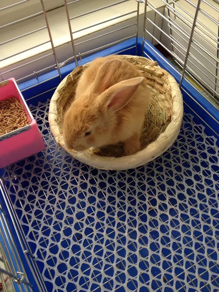 在家养兔子怎么自己做笼子,想养兔子要怎么做