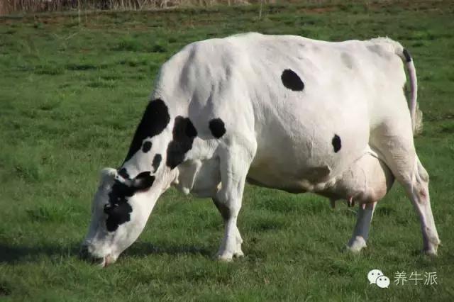 消除孕牛胎动不安的方法