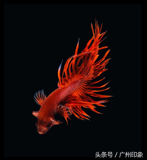 这条鱼让iPhone6s更显灵动，但你知道这是什么鱼吗