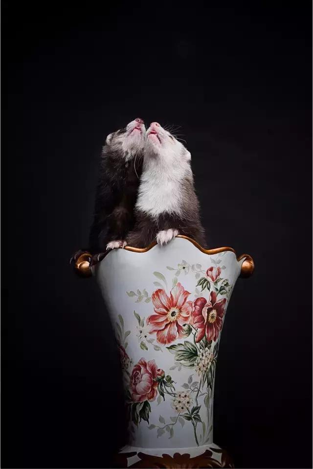 阅狗无数，看铲屎官摄影师如何用宠物来“撩妹”