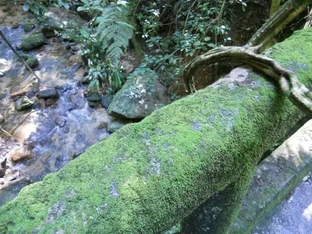 巴西奥运会免签,奥运外国人旅游