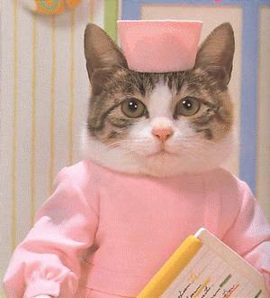 灯太亮了粤语,灯太亮猫会捂眼睛吗