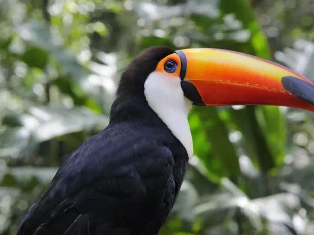 巴西有什么好看的风景,巴西的自然景色