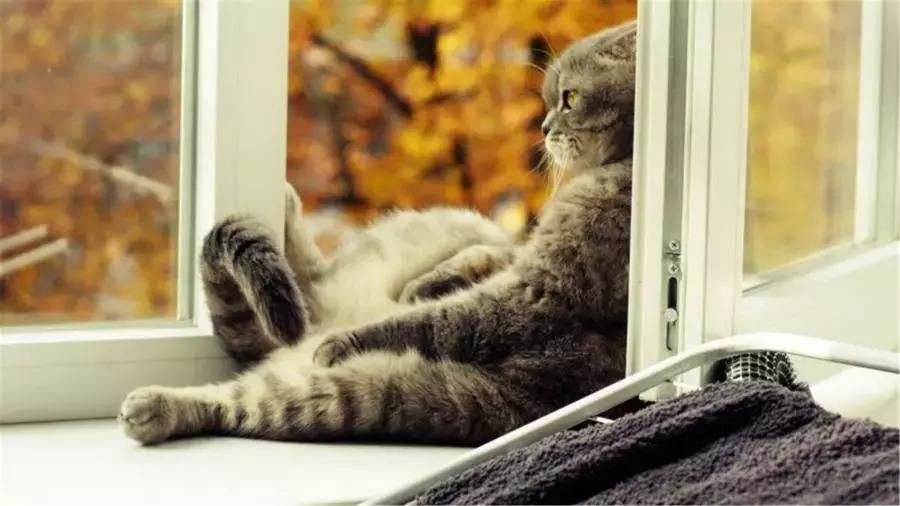 猫咪中暑会尿黄吗,猫咪中暑的症状及治疗方法图片