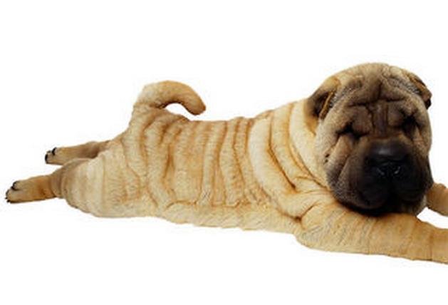 狗狗用屁股摩擦地面是啥原因,狗狗用肚皮在地上摩擦